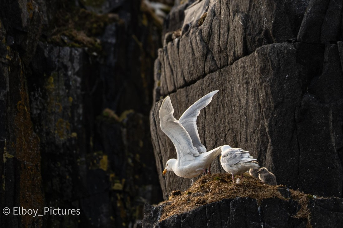 Svalbard birds