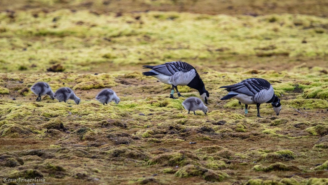OTL06-25, Day 2, IMG_9428 © Koen Jongerling - Oceanwide Expeditions.jpg