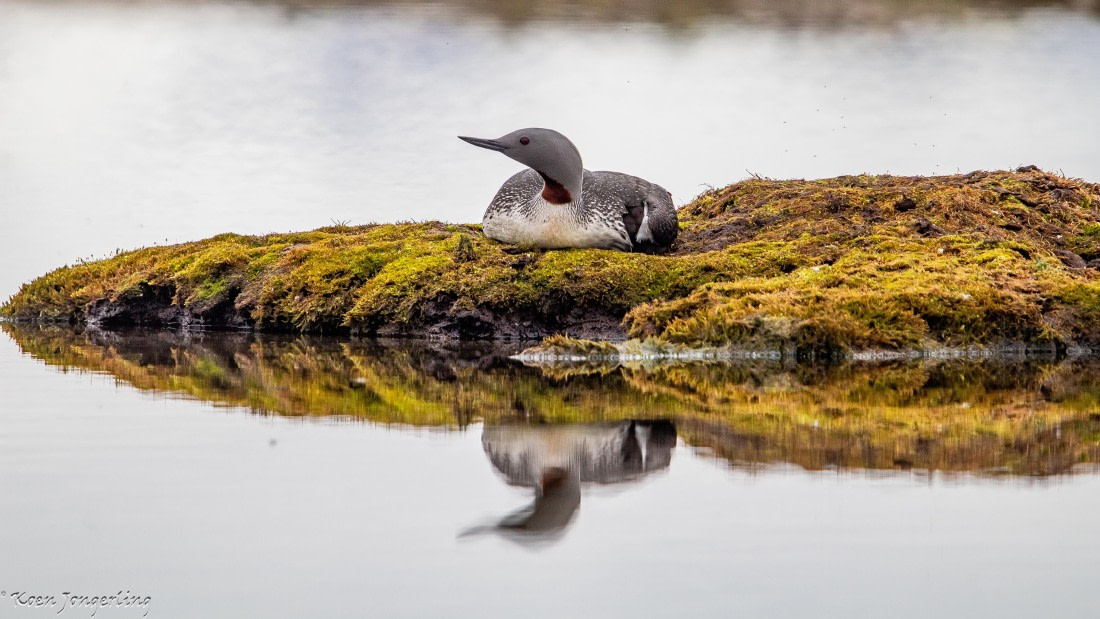 OTL06-25, Day 2, IMG_9446 © Koen Jongerling - Oceanwide Expeditions.jpg