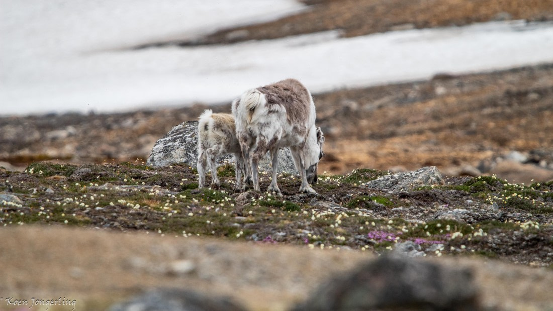 OTL06-25, Day 2, IMG_9450 © Koen Jongerling - Oceanwide Expeditions.jpg