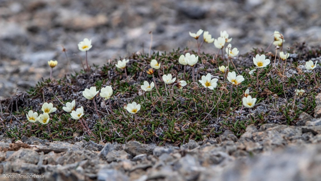 OTL06-25, Day 2, IMG_9456 © Koen Jongerling - Oceanwide Expeditions.jpg
