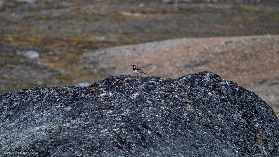 OTL06-25, Day 2, IMG_9458 © Koen Jongerling - Oceanwide Expeditions.jpg