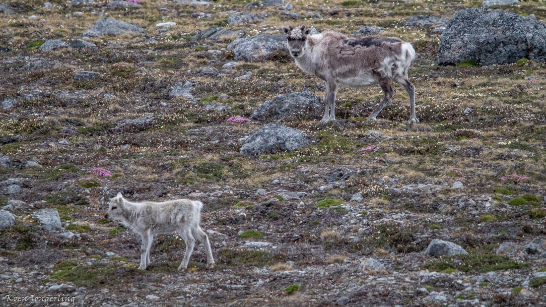 OTL06-25, Day 2, IMG_9459 © Koen Jongerling - Oceanwide Expeditions.jpg