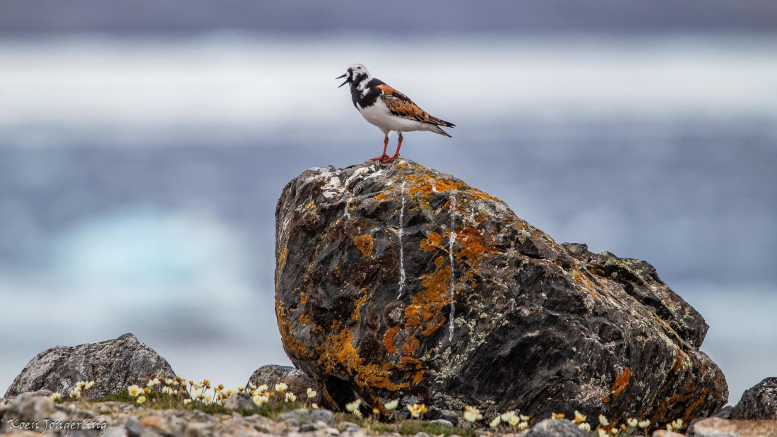 OTL06-25, Day 2, IMG_9473 © Koen Jongerling - Oceanwide Expeditions.jpg