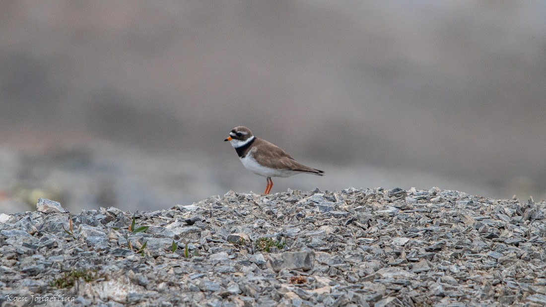 OTL06-25, Day 2, IMG_9483 © Koen Jongerling - Oceanwide Expeditions.jpg