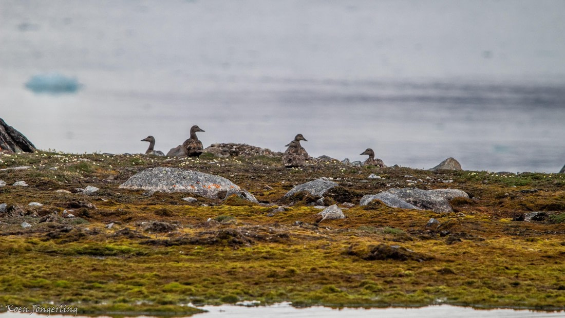 OTL06-25, Day 2, IMG_9499 © Koen Jongerling - Oceanwide Expeditions.jpg