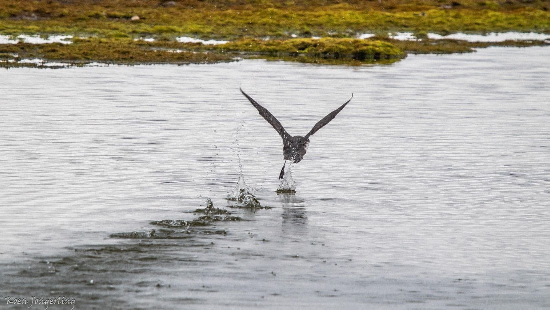 OTL06-25, Day 2, IMG_9509 © Koen Jongerling - Oceanwide Expeditions.jpg