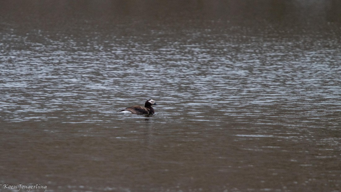 OTL06-25, Day 2, IMG_9517 © Koen Jongerling - Oceanwide Expeditions.jpg