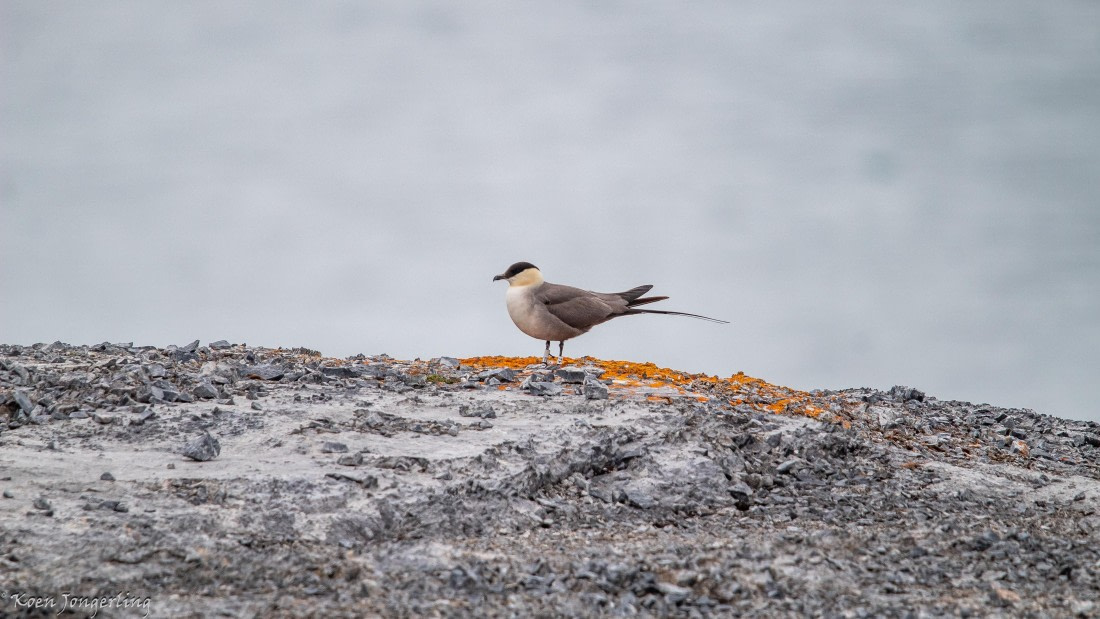 OTL06-25, Day 2, IMG_9519 © Koen Jongerling - Oceanwide Expeditions.jpg