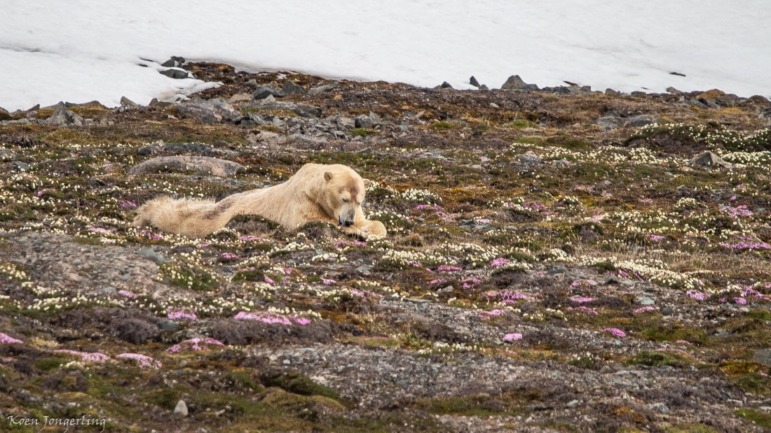 OTL06-25, Day 3, IMG_9550 © Koen Jongerling - Oceanwide Expeditions.jpg