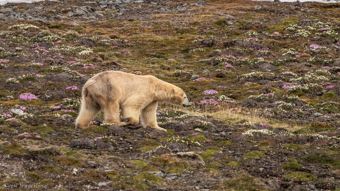 OTL06-25, Day 3, IMG_9553 © Koen Jongerling - Oceanwide Expeditions.jpg