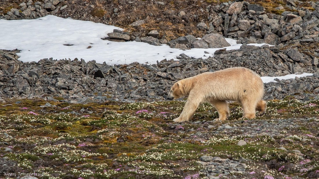 OTL06-25, Day 3, IMG_9558 © Koen Jongerling - Oceanwide Expeditions.jpg