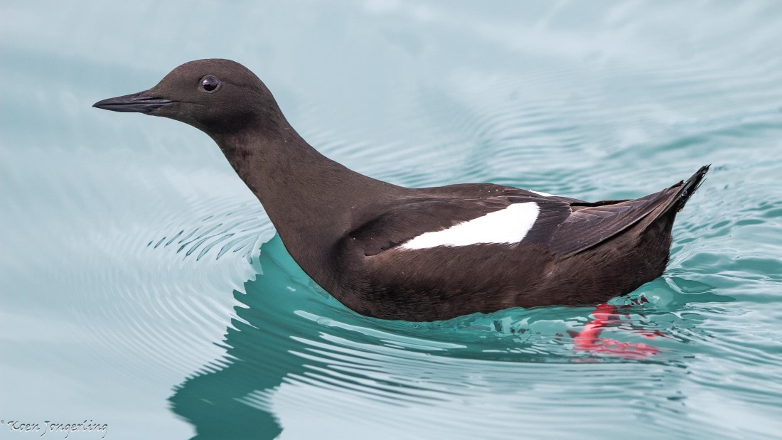 OTL06-25, Day 3, IMG_9610 © Koen Jongerling - Oceanwide Expeditions.jpg