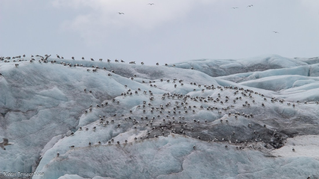 OTL06-25, Day 3, IMG_9633 © Koen Jongerling - Oceanwide Expeditions.jpg