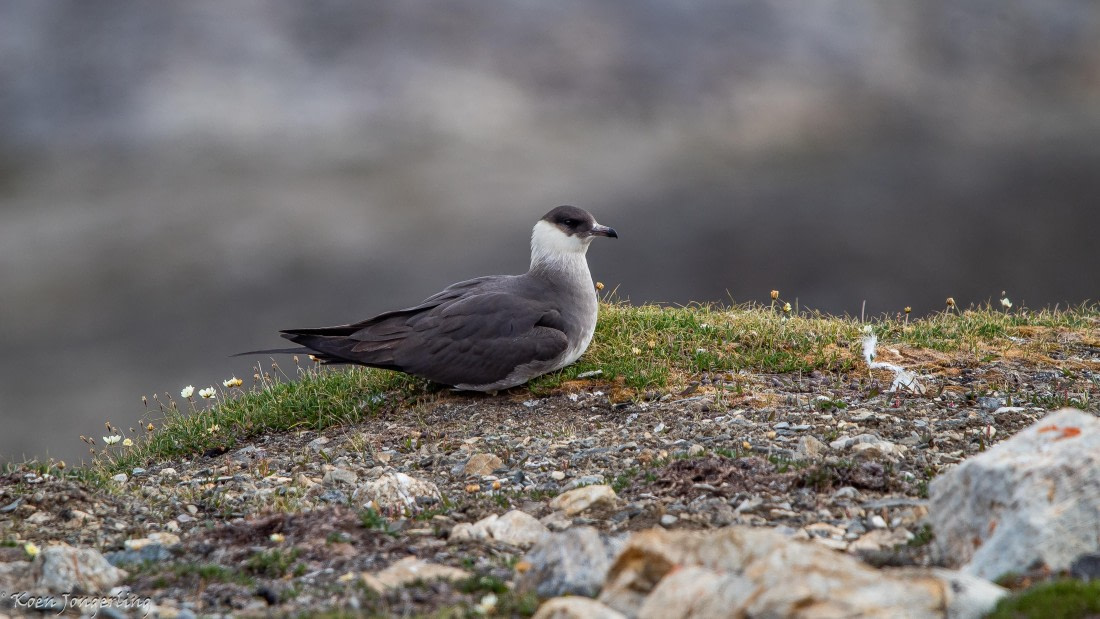 OTL06-25, Day 3, IMG_9644 © Koen Jongerling - Oceanwide Expeditions.jpg