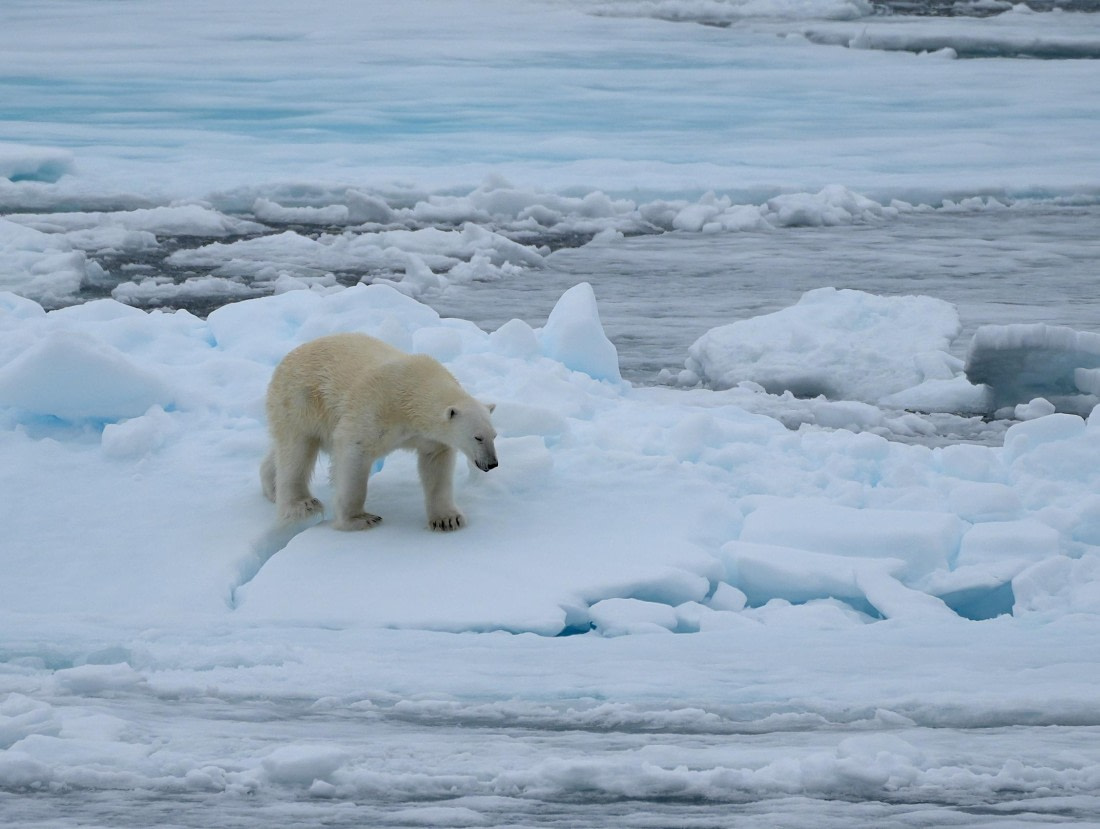 OTL06-25, Day 4, DSC00318 © Unknown photographer - Oceanwide Expeditions.JPG