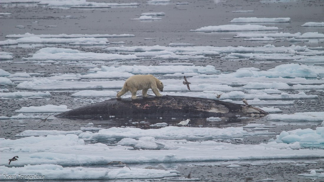 OTL06-25, Day 4, IMG_9686 © Koen Jongerling - Oceanwide Expeditions.jpg
