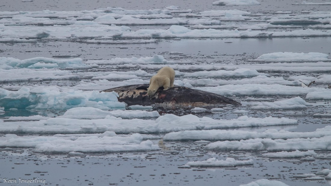 OTL06-25, Day 4, IMG_9705 © Koen Jongerling - Oceanwide Expeditions.jpg