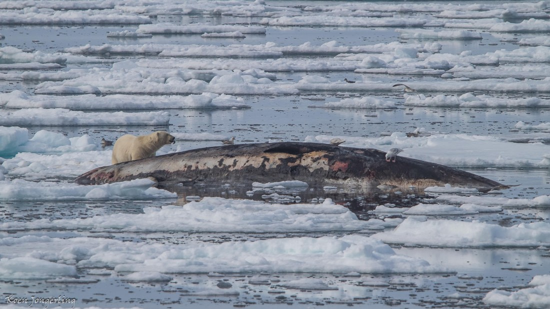 OTL06-25, Day 4, IMG_9744 © Koen Jongerling - Oceanwide Expeditions.jpg