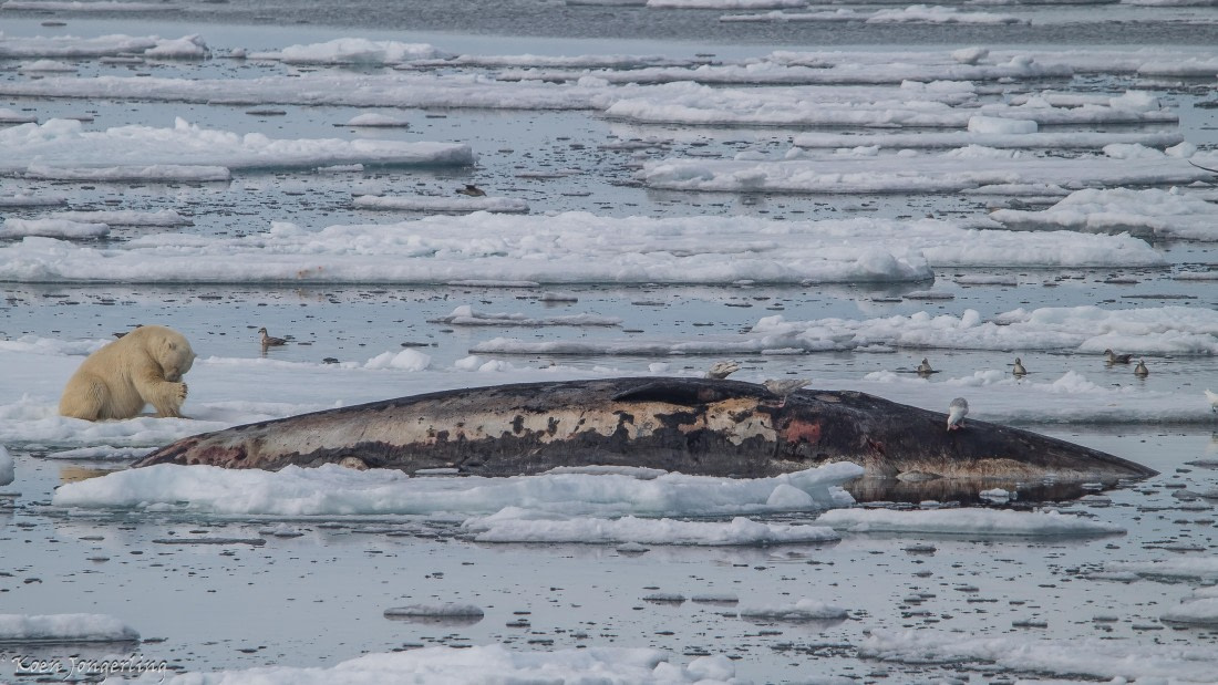 OTL06-25, Day 4, IMG_9751 © Koen Jongerling - Oceanwide Expeditions.jpg