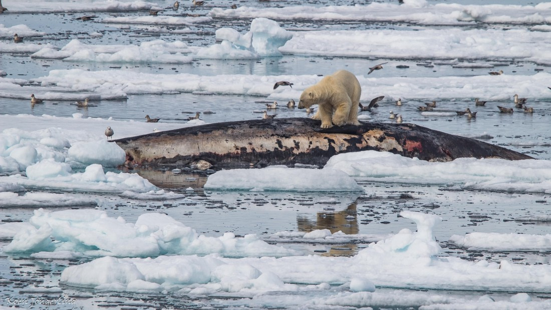 OTL06-25, Day 4, IMG_9758 © Koen Jongerling - Oceanwide Expeditions.jpg