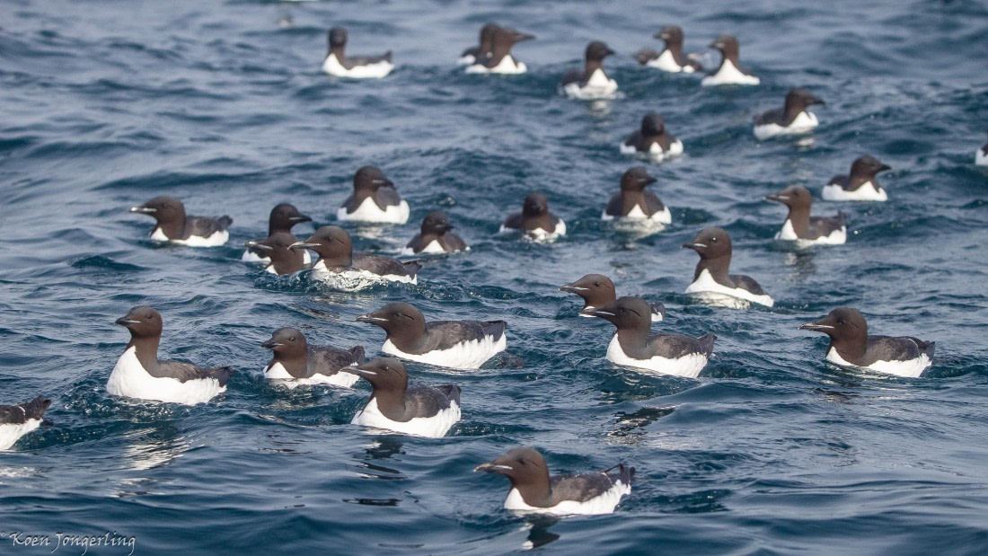 OTL06-25, Day 5, IMG_9849 © Koen Jongerling - Oceanwide Expeditions.jpg