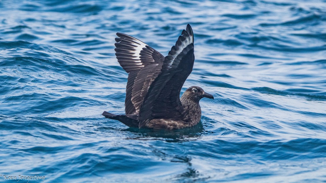 OTL06-25, Day 5, IMG_9861 © Koen Jongerling - Oceanwide Expeditions.jpg