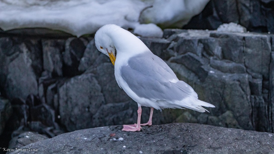 OTL06-25, Day 5, IMG_9867 © Koen Jongerling - Oceanwide Expeditions.jpg