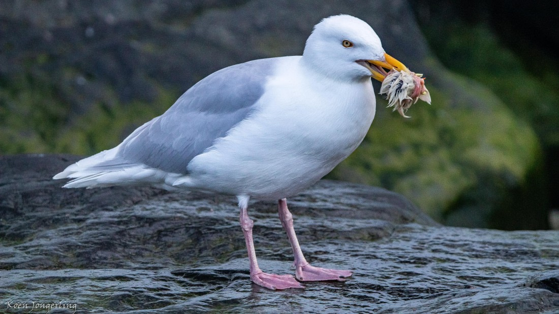 OTL06-25, Day 5, IMG_9871 © Koen Jongerling - Oceanwide Expeditions.jpg