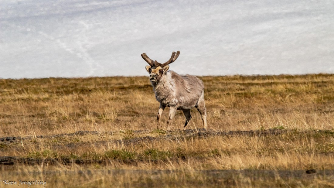 OTL06-25, Day 6, IMG_9889 © Koen Jongerling - Oceanwide Expeditions.jpg