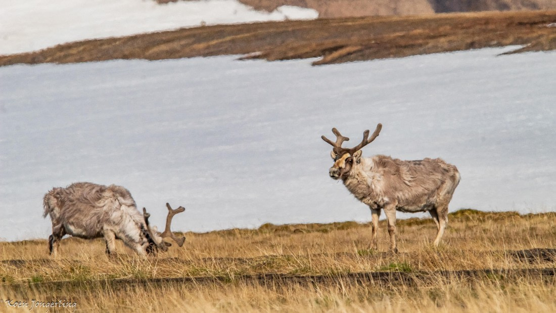 OTL06-25, Day 6, IMG_9891 © Koen Jongerling - Oceanwide Expeditions.jpg
