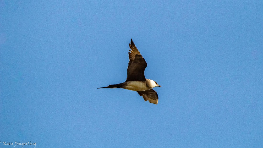 OTL06-25, Day 6, IMG_9892 © Koen Jongerling - Oceanwide Expeditions.jpg