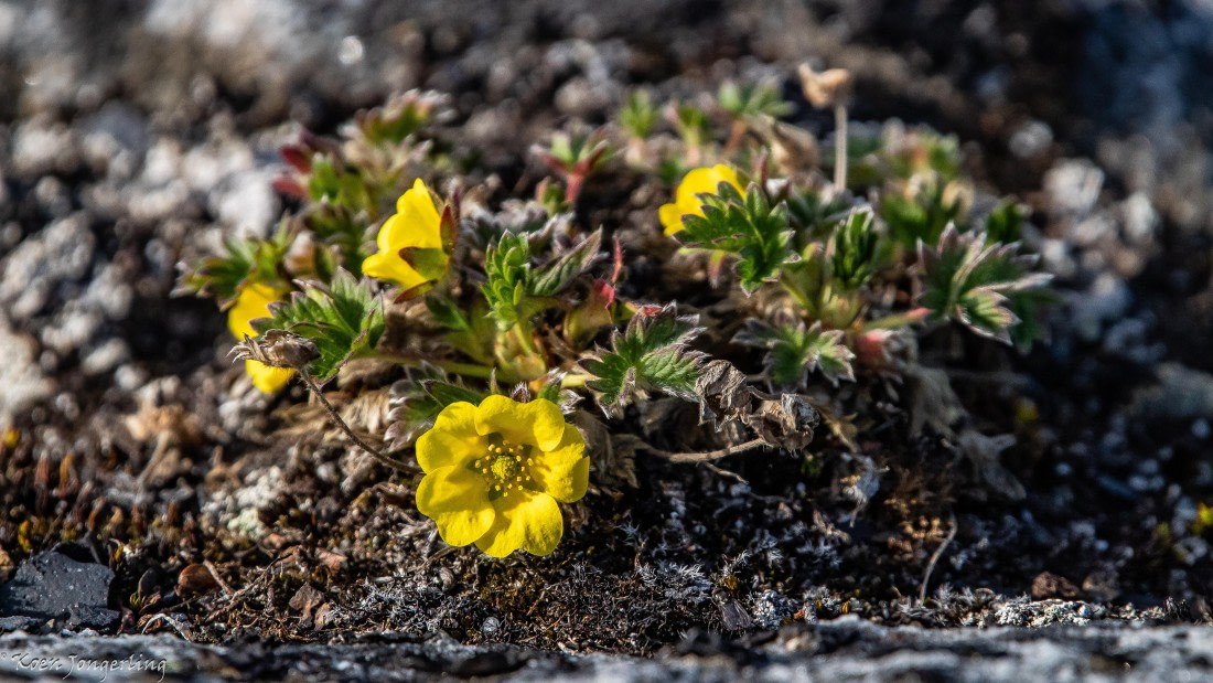 OTL06-25, Day 6, IMG_9914 © Koen Jongerling - Oceanwide Expeditions.jpg