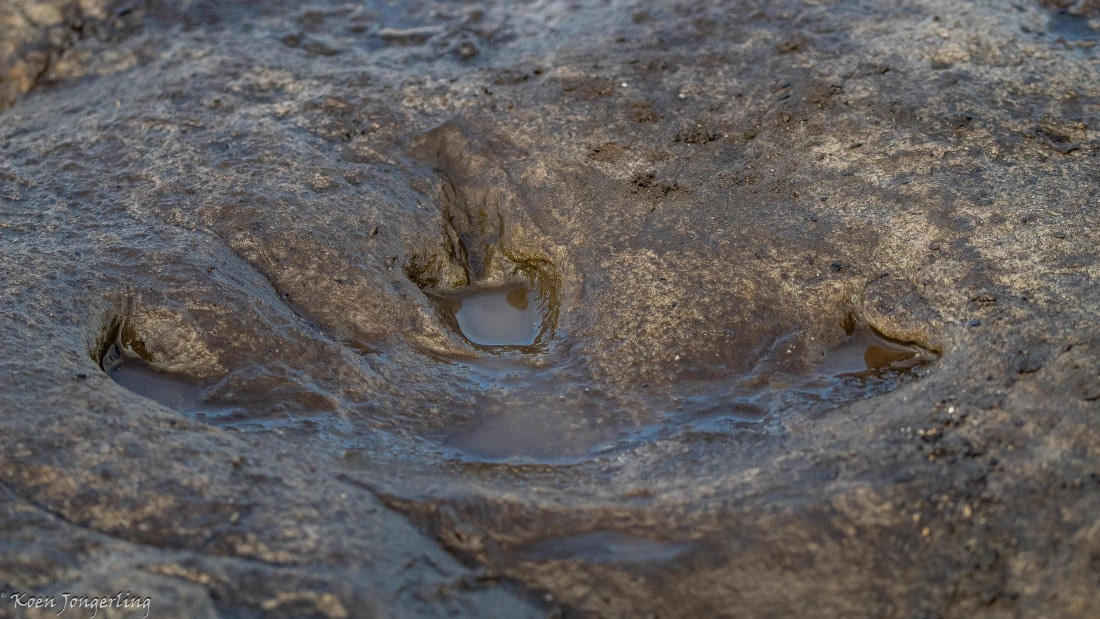 OTL06-25, Day 6, IMG_9922 © Koen Jongerling - Oceanwide Expeditions.jpg