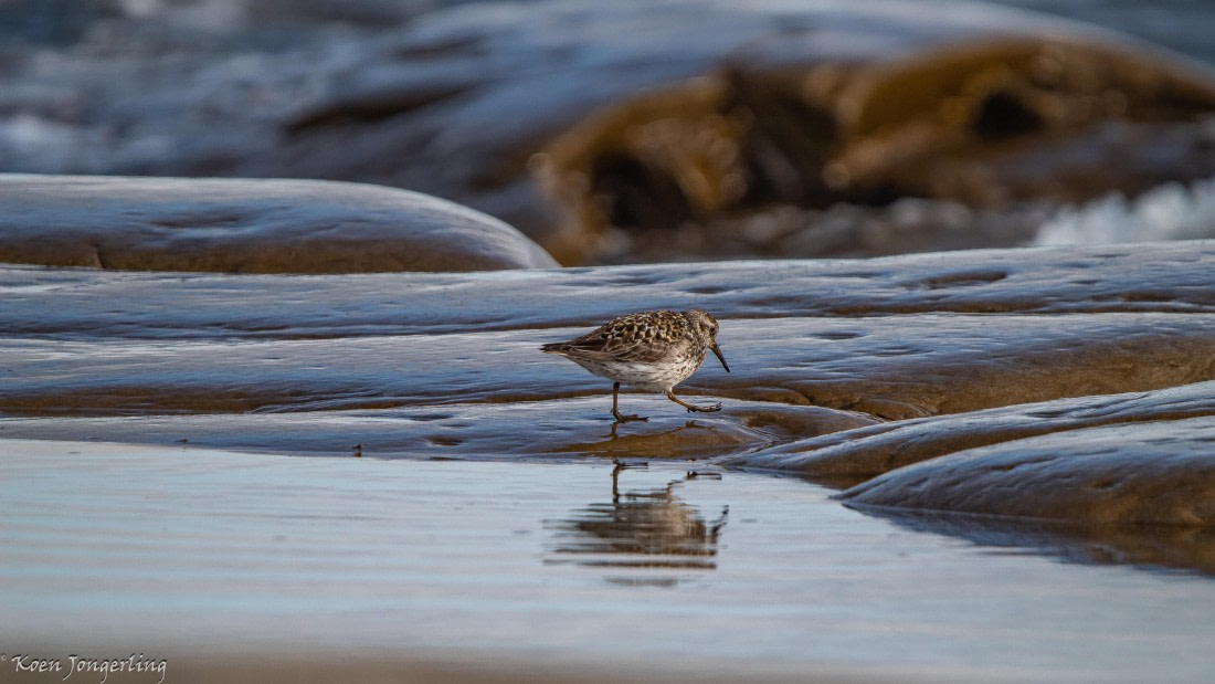 OTL06-25, Day 6, IMG_9928 © Koen Jongerling - Oceanwide Expeditions.jpg