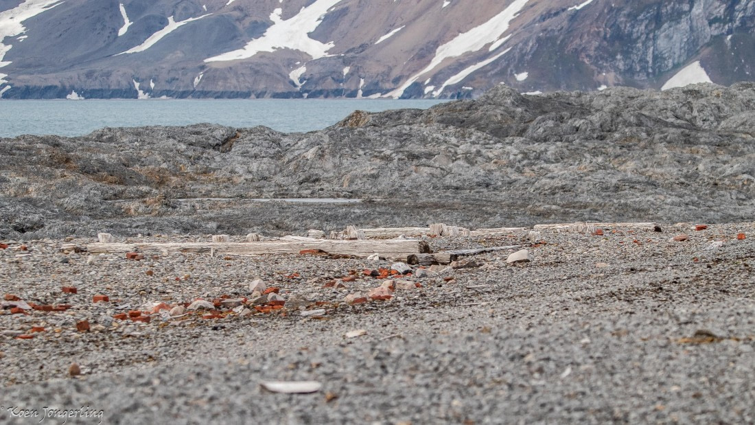 OTL06-25, Day 7, IMG_9942 © Koen Jongerling - Oceanwide Expeditions.jpg