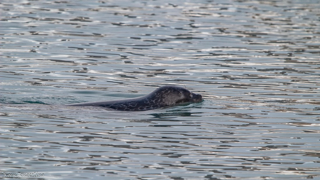 OTL06-25, Day 7, IMG_9944 © Koen Jongerling - Oceanwide Expeditions.jpg