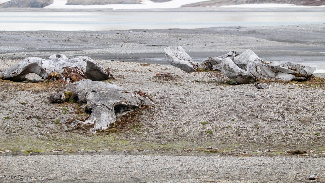 OTL06-25, Day 7, IMG_9946 © Koen Jongerling - Oceanwide Expeditions.jpg