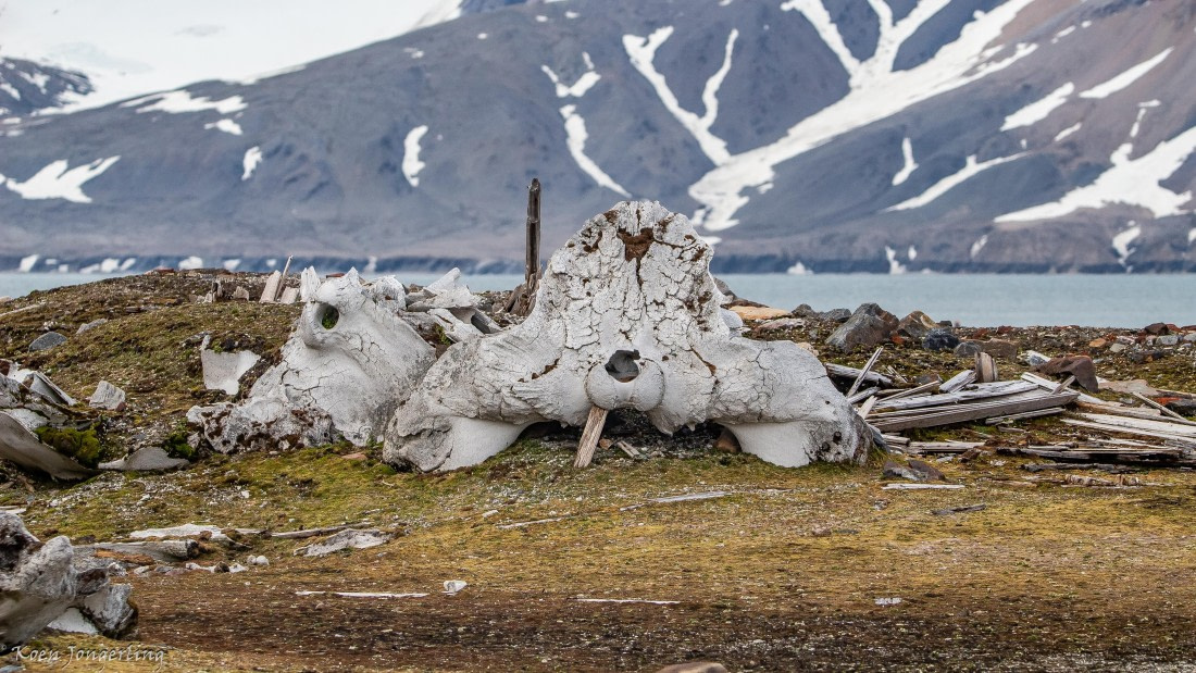 OTL06-25, Day 7, IMG_9948 © Koen Jongerling - Oceanwide Expeditions.jpg