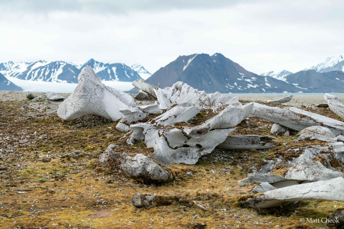OTL06-25, Day 7, Matt Cheok - Day 7 - Burgerbukta, Gashamna  -4 © Matt Cheok - Oceanwide Expeditions.jpg