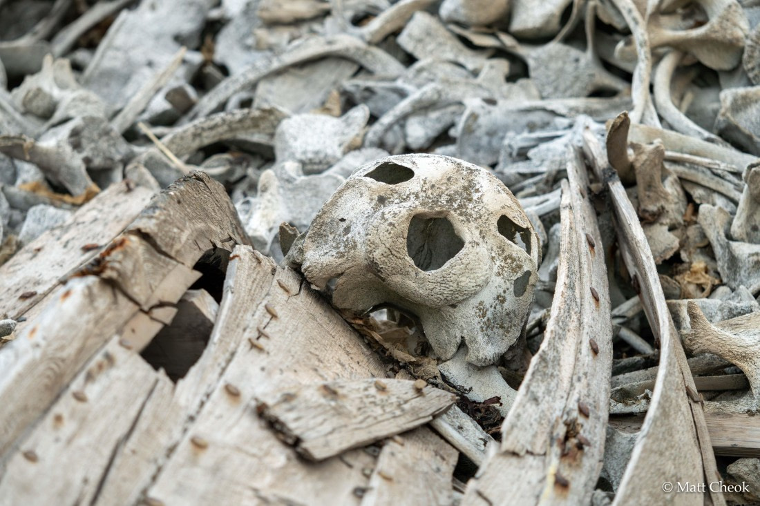 OTL06-25, Day 8, Matt Cheok - Day 8 - Bamsebu, Varsolbukta-2 © Matt Cheok - Oceanwide Expeditions.jpg