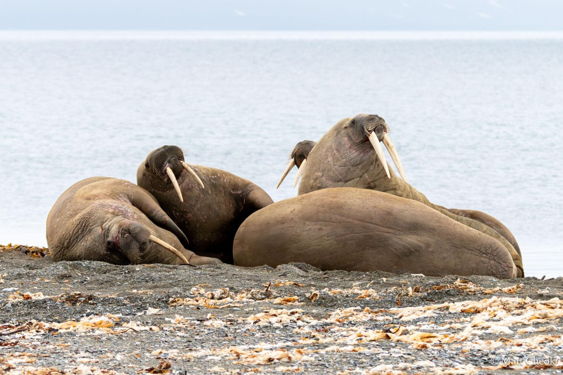 OTL06-25, Day 9, Matt Cheok - Day 9, Poolepynten, Alkhornet-2 © Matt Cheok - Oceanwide Expeditions.jpg