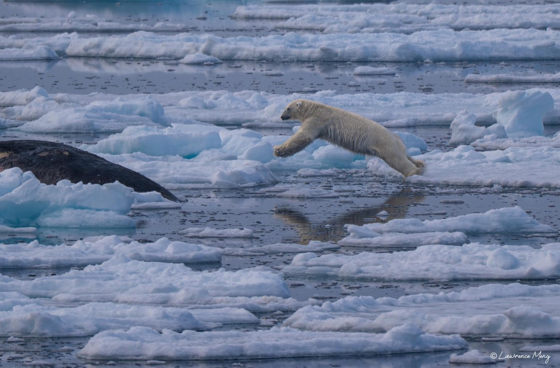Jump of Polar Bear