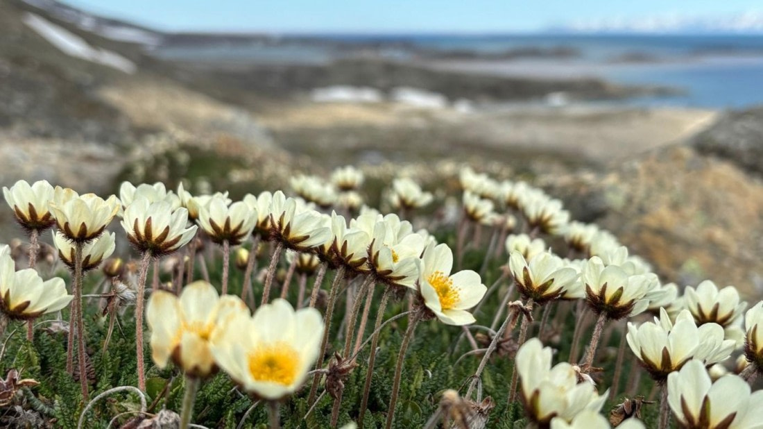 PLA07-25, Day 3, Flowers © Unknown photographer - Oceanwide Expeditions.jpg