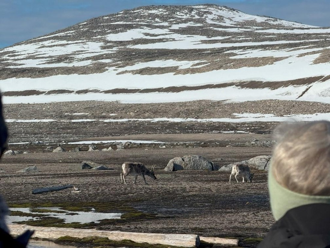 PLA07-25, Day 4, Reindeer © Unknown photographer - Oceanwide Expeditions.jpg
