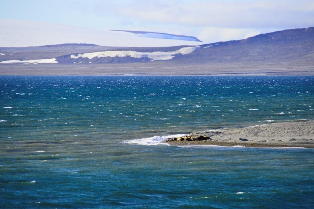 PLA07-25, Day 6, Walrus © Unknown photographer - Oceanwide Expeditions.jpg