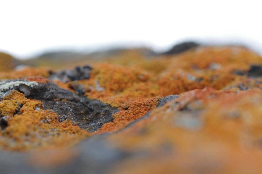 PLA07-25, Day 8, Flora © Unknown photographer - Oceanwide Expeditions.jpg