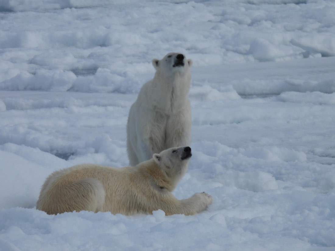 Curious polarbears