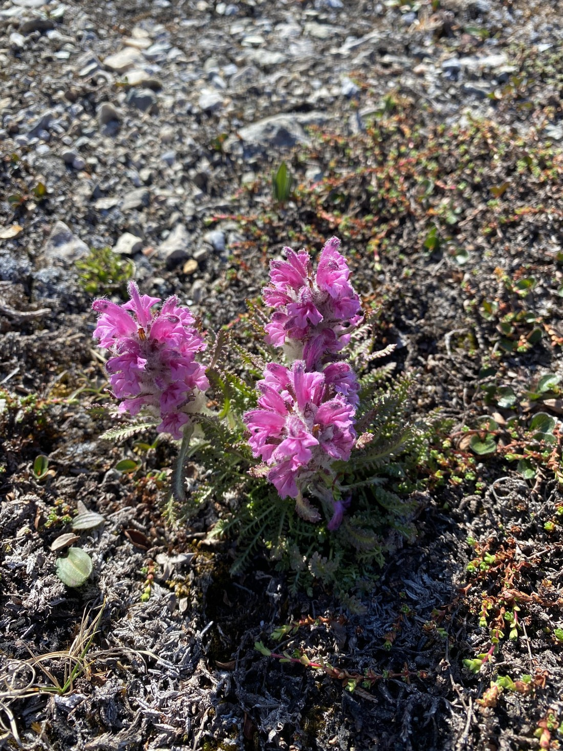 OTL07-25, Day 3, IMG_5192 © Unknown photographer - Oceanwide Expeditions.JPG