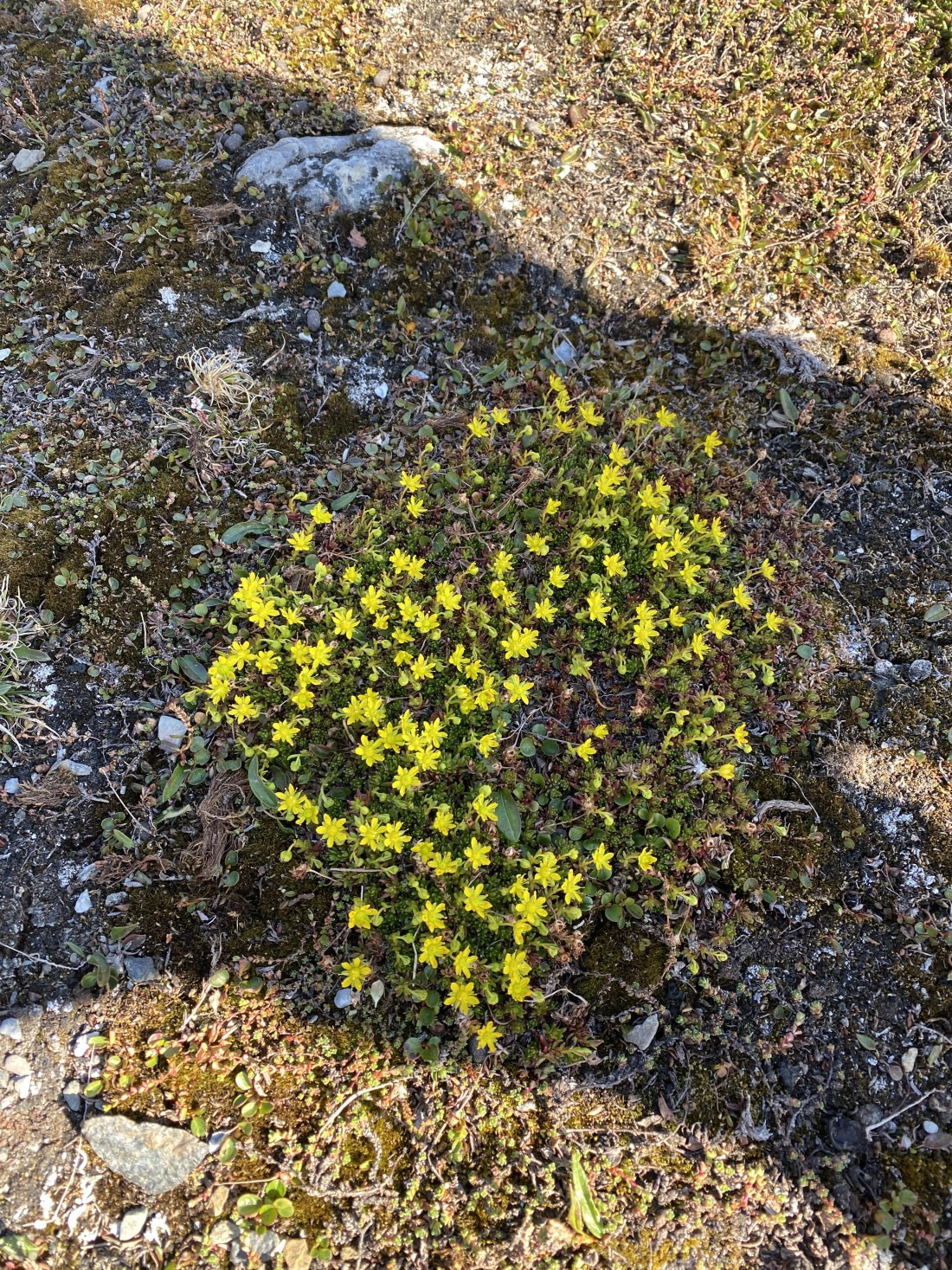 OTL07-25, Day 3, IMG_5196 © Unknown photographer - Oceanwide Expeditions.JPG